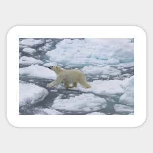 Polar Bear Heads Off Sticker